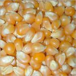 Yellow Maize, Soya Meal